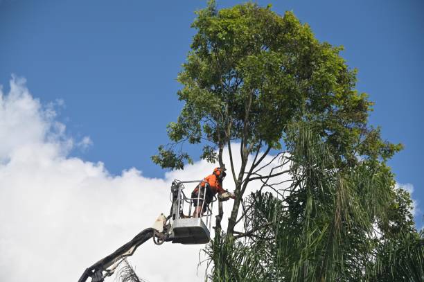  Starke, FL Tree Services Pros